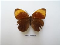 藏品(串珠環蝶)的圖片